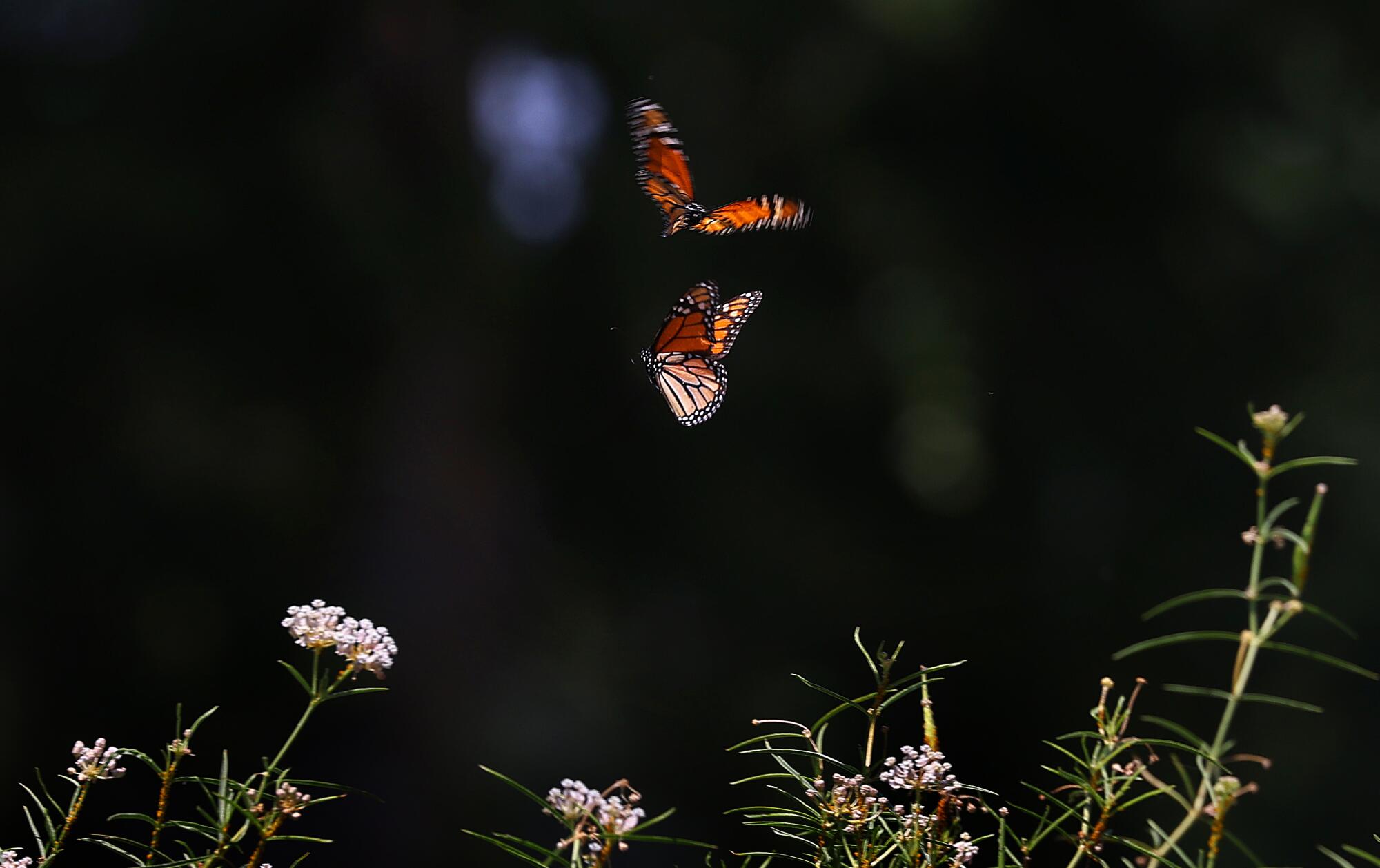 Monarchs swirl in Aurora Anaya's garden over a tall, profusely blooming narrow leaf milkweed.