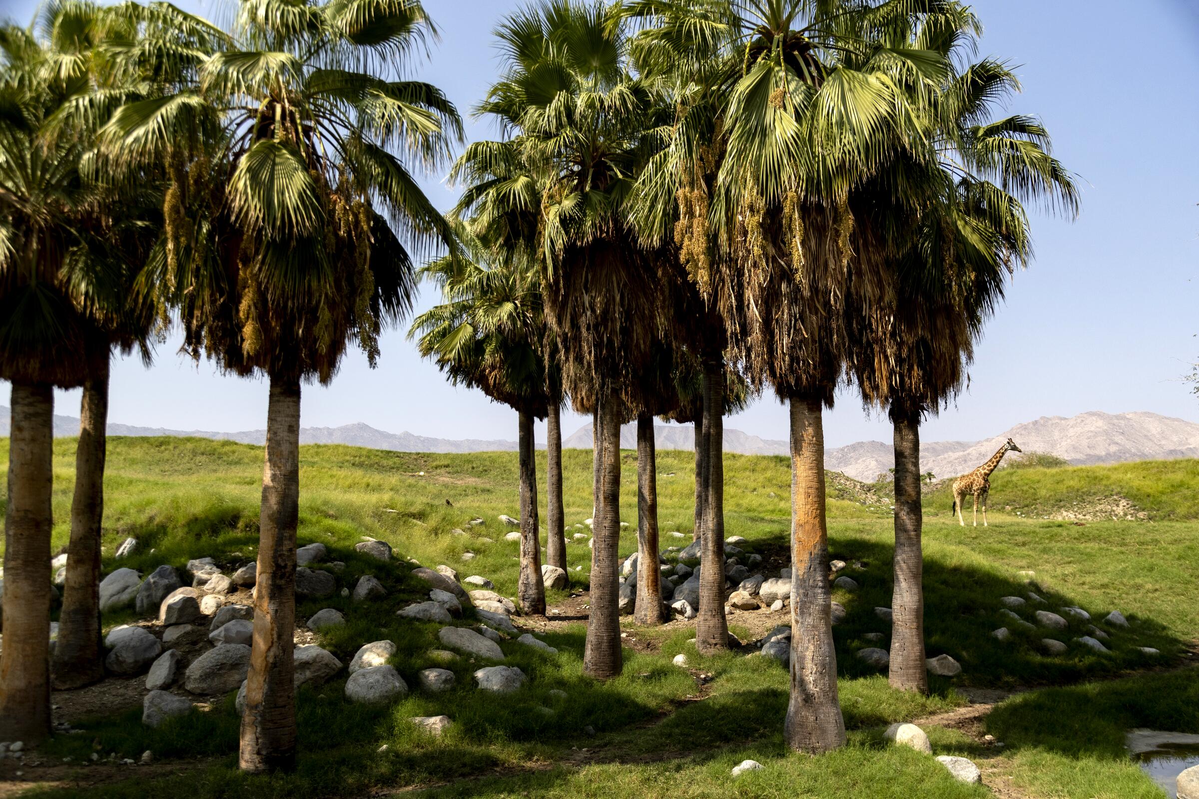 A giraffe stands on green hillsides in its habitat at the Living Desert Zoo and Gardens 
 in Palm Desert. 