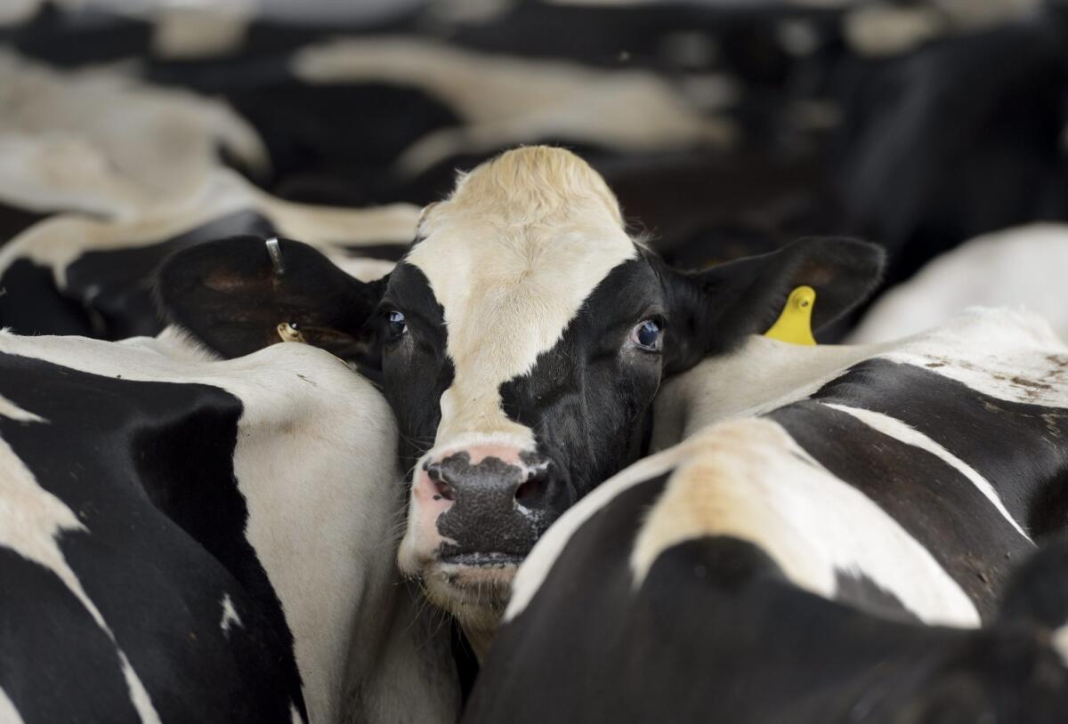 Through their manure and, yes, their flatulence, cattle are major producers of methane, a potent greenhouse gas