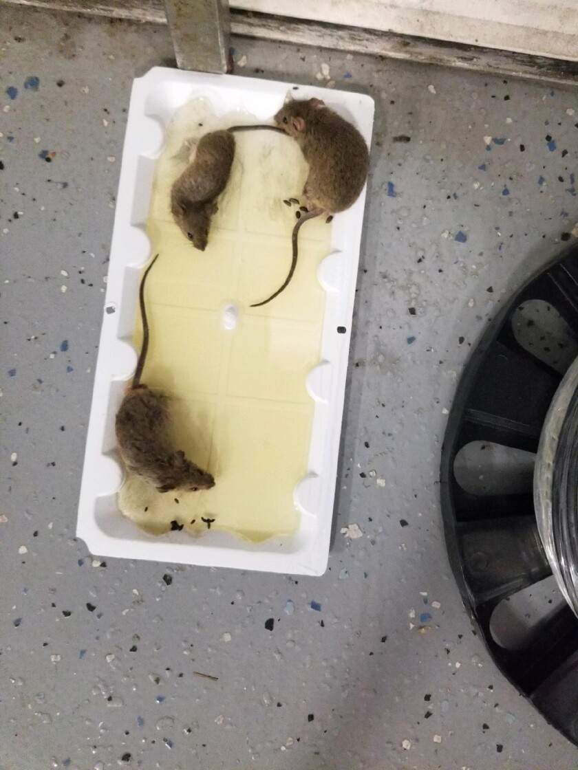 Reporter S Notebook Story About Navy Mouse Infestation On
