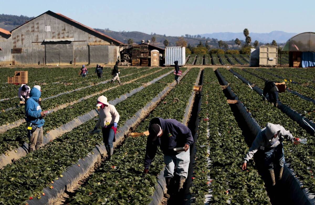 Workers pick strawberries in a Ventura field. 