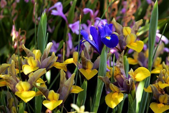 A lone blue bloom rises among a sea of yellow Bronze Beauty irises.