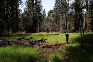 Media tour of Big Basin Redwoods State Park. (Shmuel Thaler - Santa Cruz Sentinel)