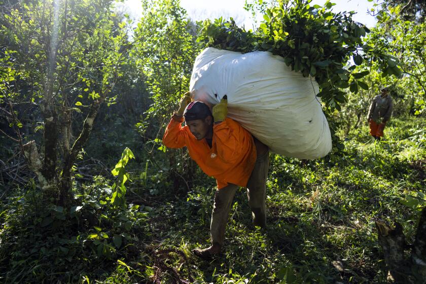 Leonardo Favio Correa carries yerba mate to a truck in Andresito, in Argentina’s northeast Misiones Province, Wednesday, April 17, 2024. Beneath the earthy drink’s mythical quality is grueling work, first performed by Indigenous tribes on Jesuit settlements in what is now Paraguay and today by low-paid laborers known as “tareferos,” in the steamy grasslands of Argentina’s northeast Misiones Province, center of the world's maté production. (AP Photo/Rodrigo Abd)