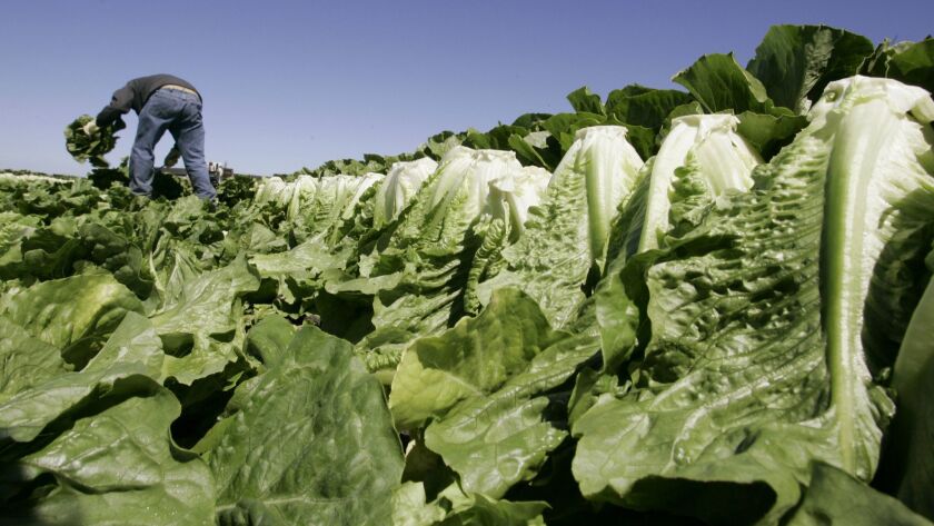 A worker harvests romaine lettuce in Salinas, Calif.