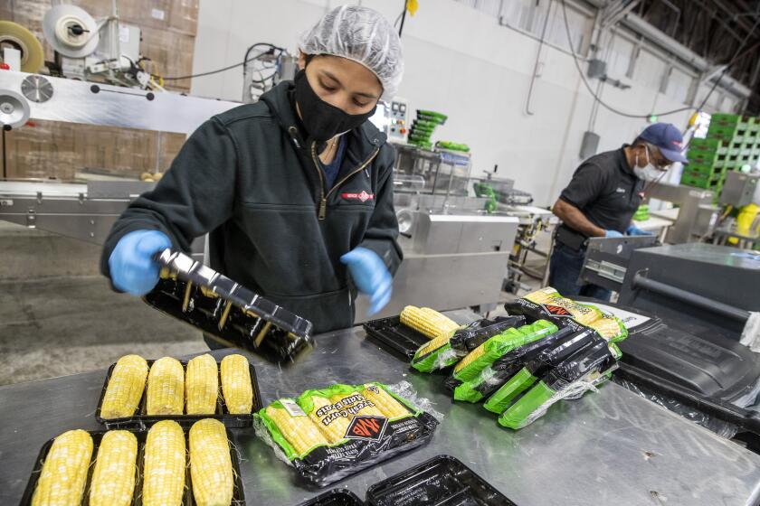 LODI, CA - FEBRUARY 25: Agriculture workers process sweet corn on a packaging line in a packing shed on Thursday, Feb. 25, 2021 in Lodi, CA. (Brian van der Brug / Los Angeles Times)
