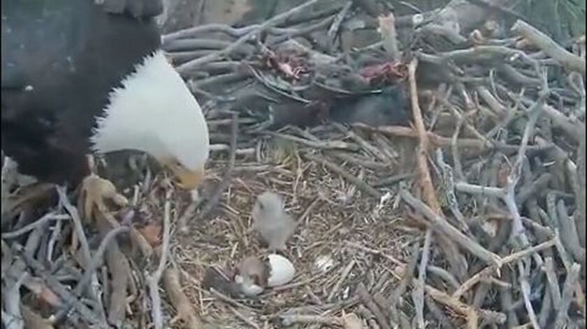 The second of two bald eagle eggs hatches in February, an event captured via live webcam.