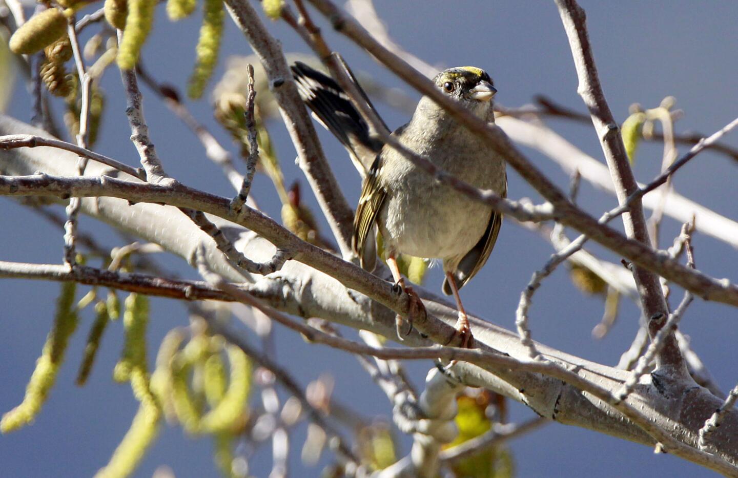 Photo Gallery: Deukmejian Wilderness Park is for the birds