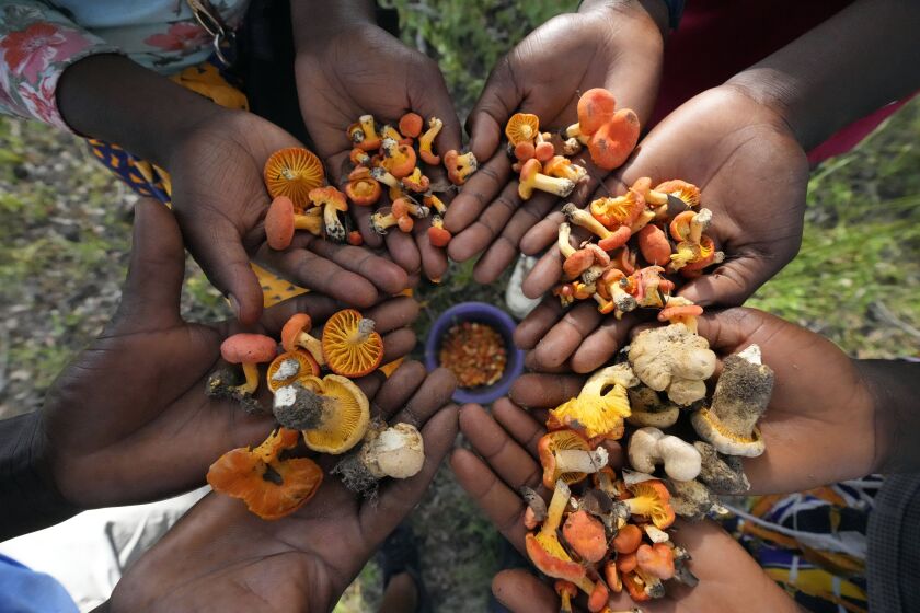 Mujeres y hombres muestran algunos de los hongos silvestres que recolectaron de un bosque en las afueras de Harare, Zimbabue, el viernes 24 de febrero de 2023. (AP Foto/Tsvangirayi Mukwazhi)