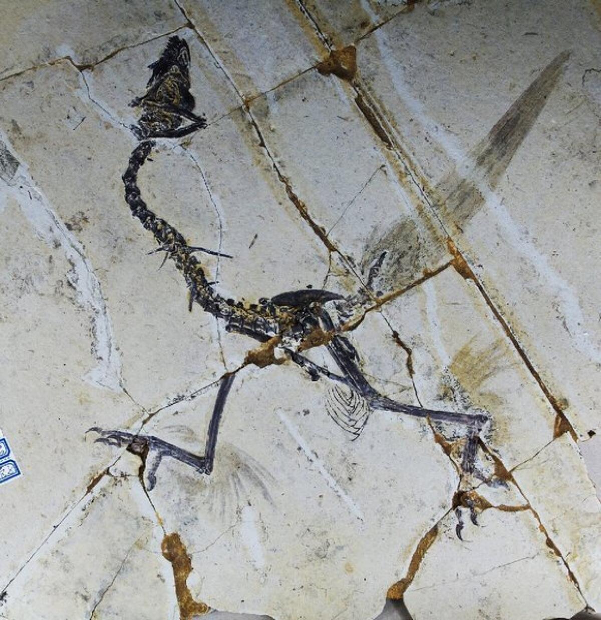 This handout photo shows a Sapeornis, a type of bird that until now was not believed to have hind feathers. But scientists in China say that some primitive birds used four wings more than 120 million years ago, before evolution led them to ditch their hind feathers in favor of scaly feet.