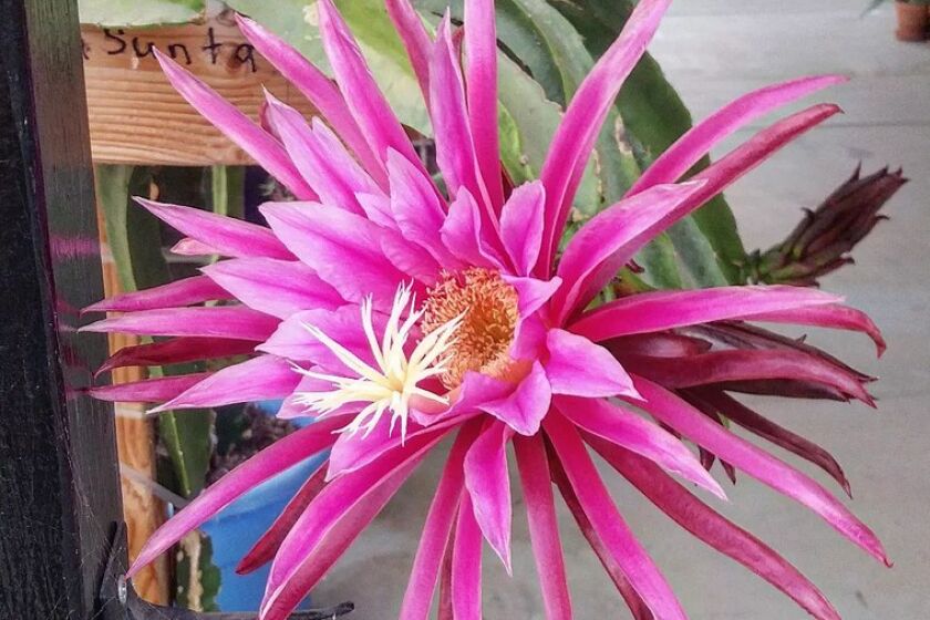 Miguel Vaca sent this photo of his rare hybrid dragon fruit cactus plant blooming its first flower.