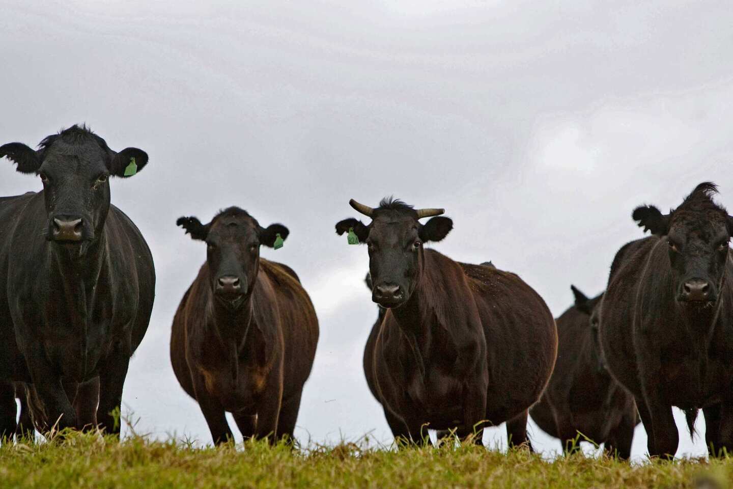 Kahua Ranch