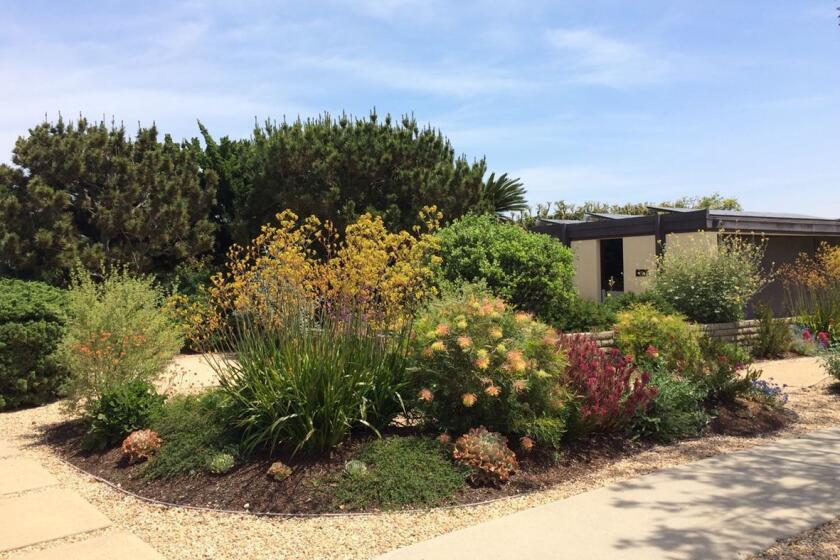 Drought tolerant plants in place of a lawn 