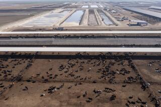 Bakersfield, CA - March 01: Cows lounge on a lot at a Kern County dairy Tuesday, March 1, 2022 in Bakersfield, CA. (Brian van der Brug / Los Angeles Times)