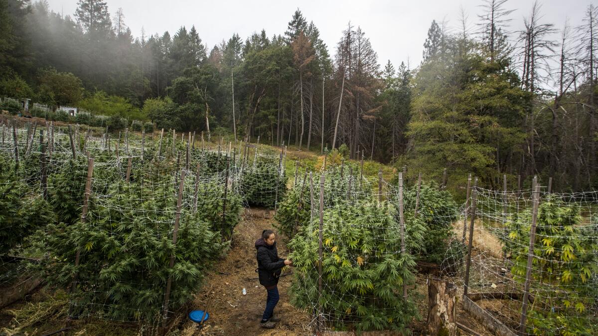 Why legal weed is failing in this California county - Los Angeles