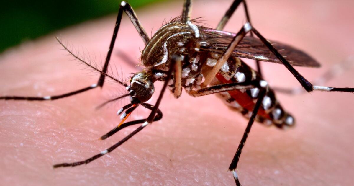 Détection d’un cas rare de dengue acquise localement à Pasadena: Les symptômes, les précautions et les mesures prises