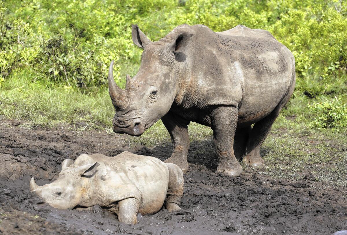 Rhinos at the Hluhluwe game reserve in South Africa. A total of 1,175 rhinos were killed in the nation last year, down from 1,215 in 2014.