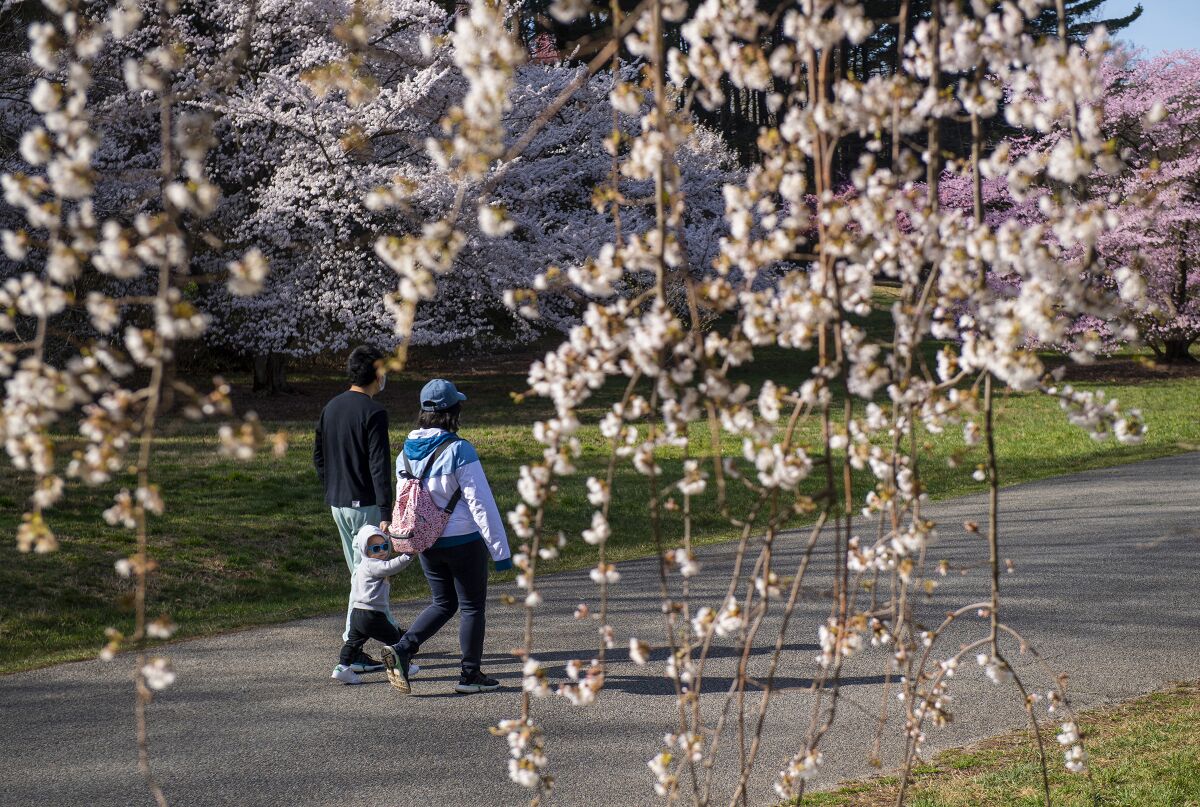 Visitors walk among the pink cherry blossoms in late March. 