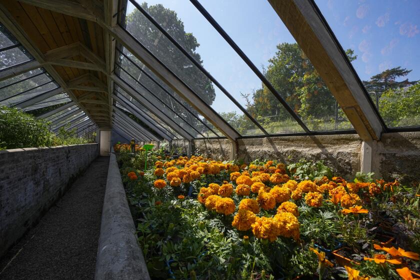 Tagetes Erecta flowers are photographed in a greenhouse at the perfume gardens of the Chateau de Versailles, west of Paris, Thursday, May 25, 2023. The Versailles flower gardens were once a symbol of the French king’s expeditionary might and helped water-deprived courtiers perfume their skin. Now, they have been reimagined to give today’s public a glimpse — and a sniff — into the gilded palace’s olfactory past. (AP Photo/Michel Euler)