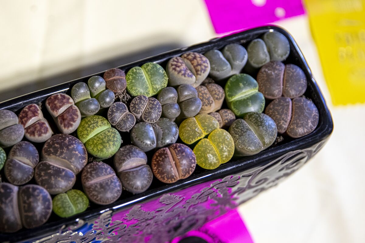A planter of colorful Lithops, also known as living stone plants, from grower Tori Wilson.