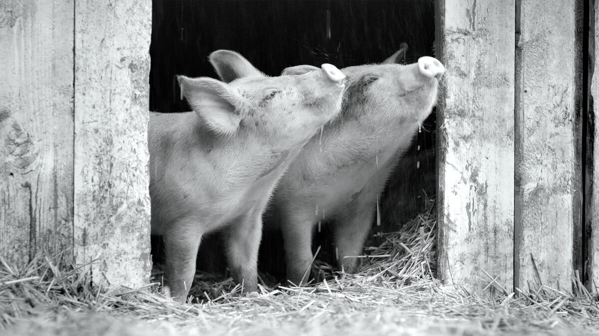 A scene of pigs from the documentary "Gunda" directed by Victor Kossakovsky.