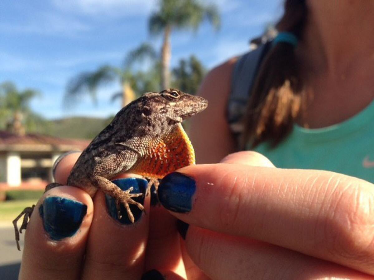 Nonnative anoles and geckos have established thriving populations in portions of Orange County, Calif.