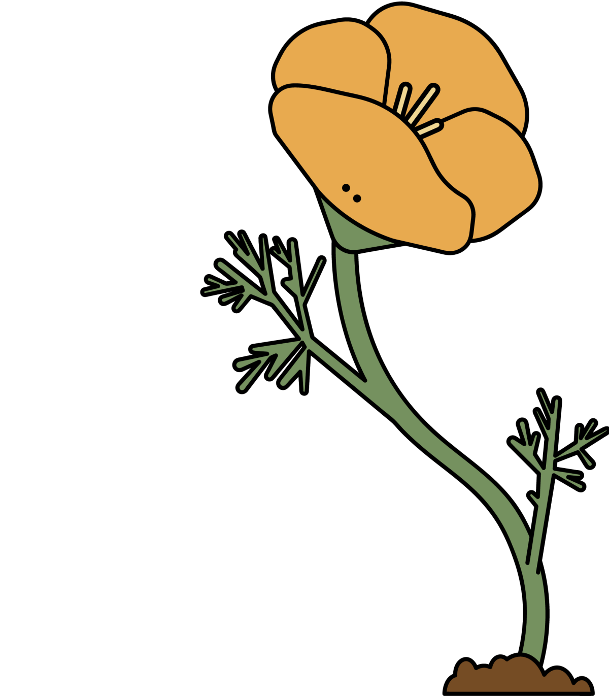 Illustration of the California Poppy.