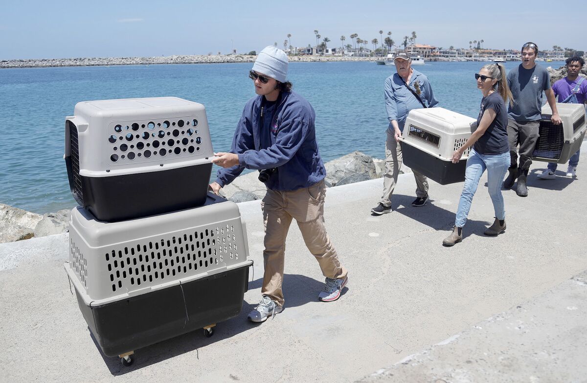 A man wheels brown pelicans and others carry the birds in crates.