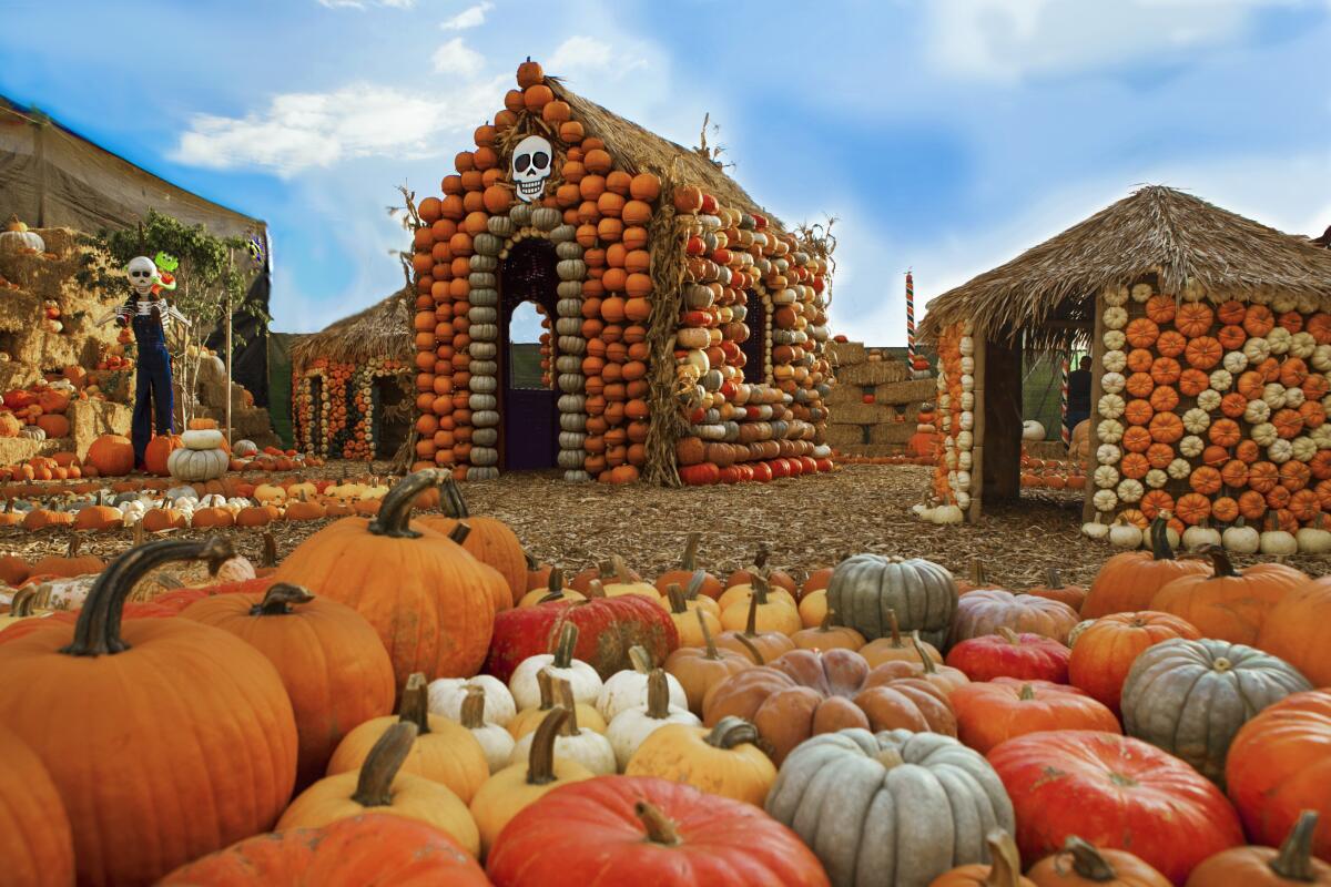 Two houses built out of hay and pumpkins at Mr. Bones Pumpkin Patch