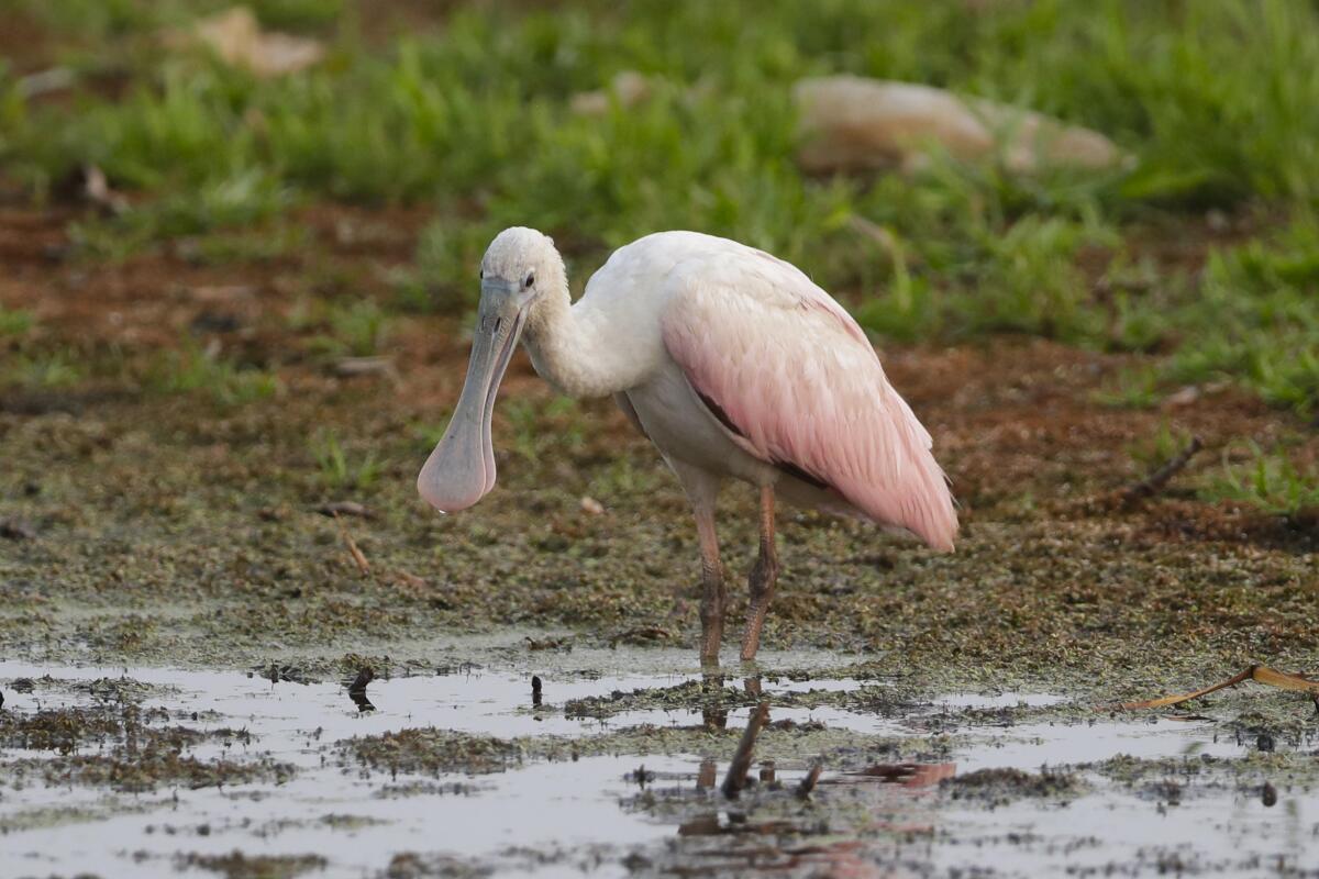 A roseate spoonbill at Ken Euers Nature Area