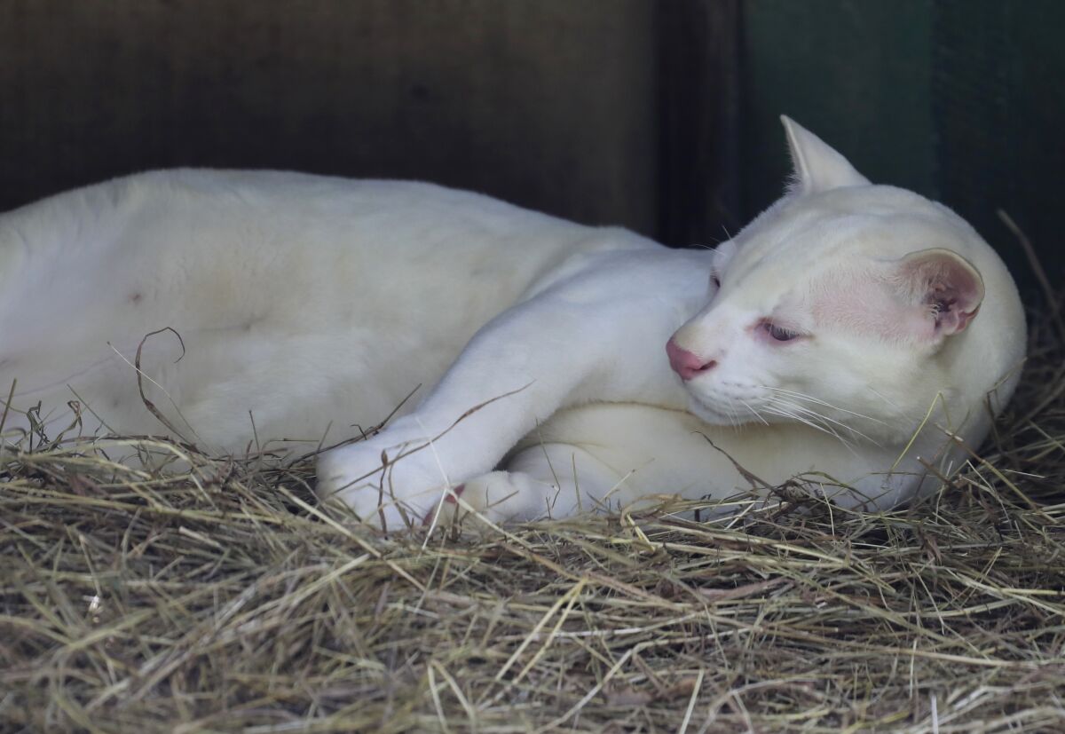 Un ocelote albino adulto tumbado dentro del Parque de Conservación,