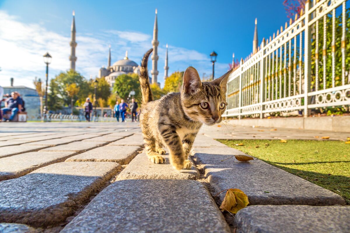 A kitten walks in the streets of Istanbul.