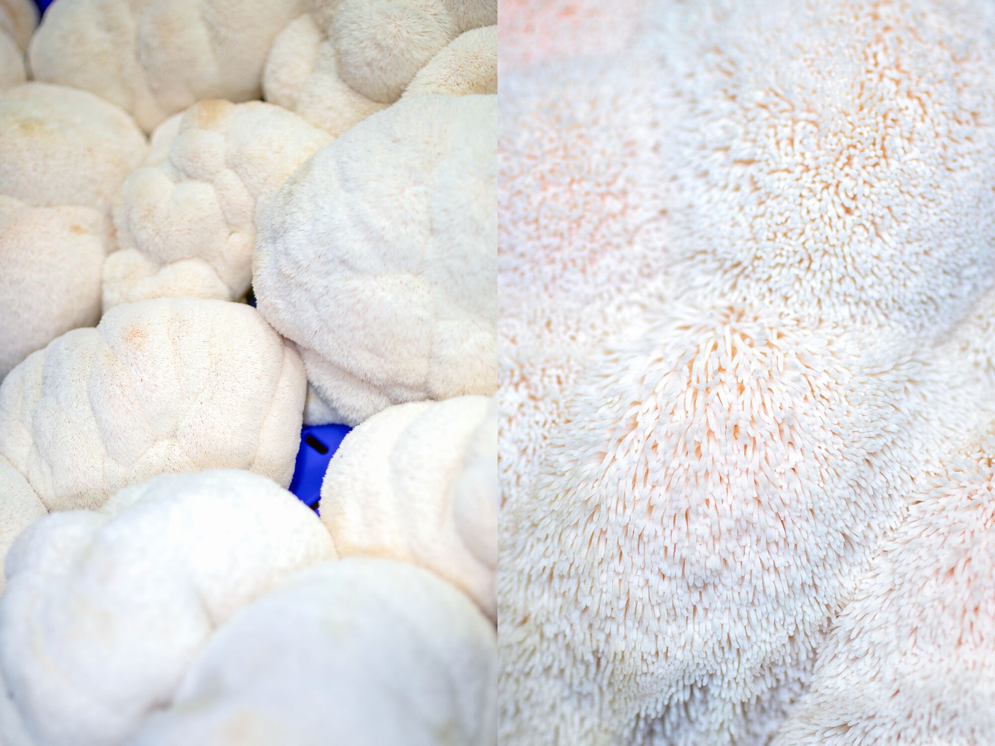 Lion's mane mushrooms grown at Smallhold Mushrooms.