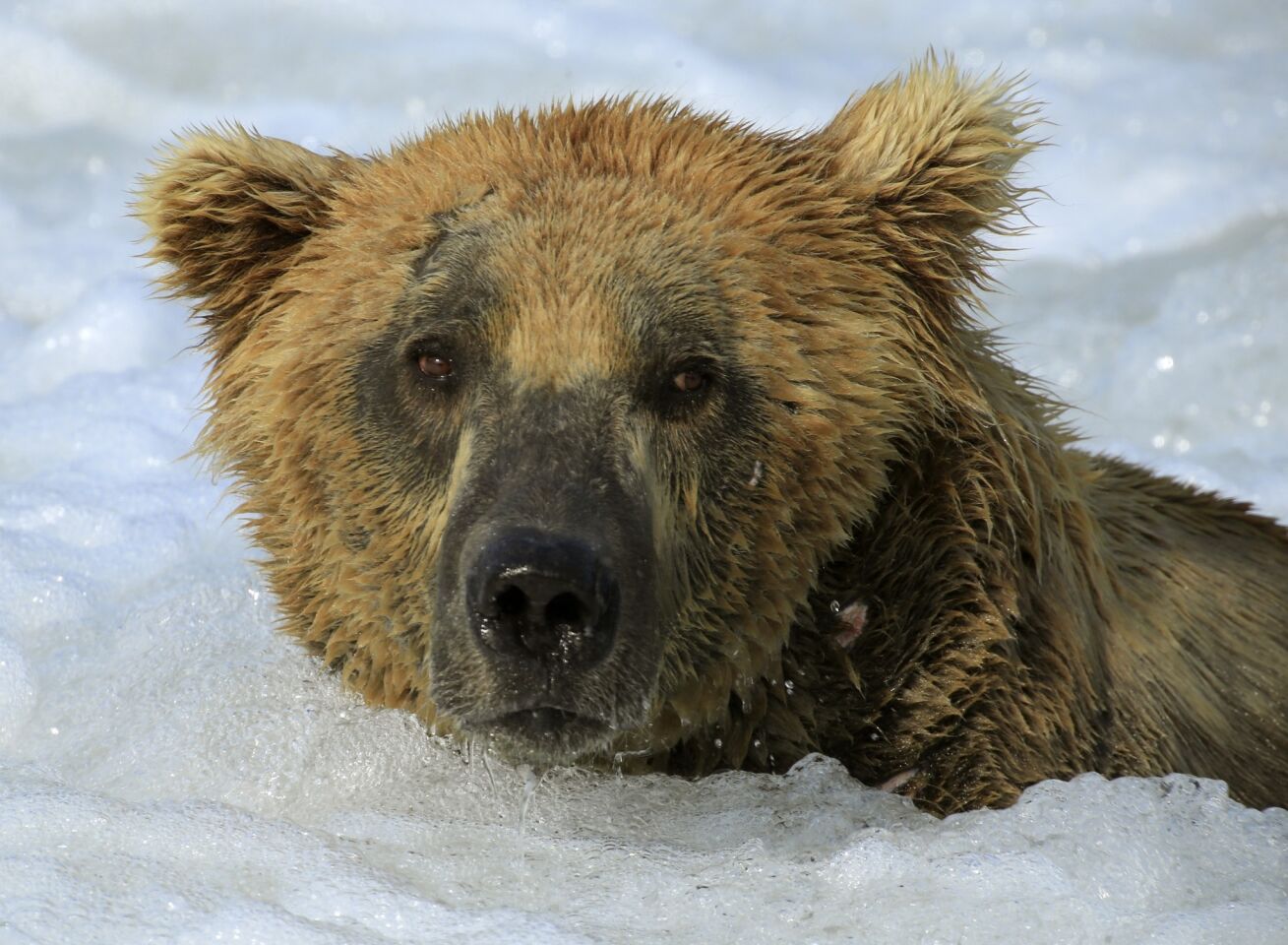 The coastal brown bears of Brooks Camp, Alaska