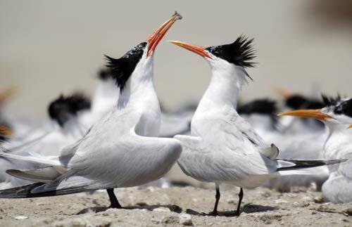 A pair of elegant terns fight over a morsel of fish intended for a chicks in the nesting area at the Bolsa Chica Ecological Reserve in Huntington Beach. Nearly two years after ocean water was allowed to flow back into the wetlands, life couldn't be better for the birds and creatures who nest there and it call the sensitive area home.