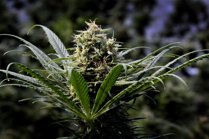 FILE - This May 24, 2018, file photo shows a marijuana plant in Oregon. In a new ruling, the Oregon Liquor Control Commission, which regulates both alcoholic products and recreational marijuana, says beer and other alcoholic drinks as of Jan. 1, 2020. may not contain either THC, the psychoactive component of cannabis, or CBD, the non-psychoactive part that is said to relieve stress and pain. (AP Photo/Don Ryan, File)