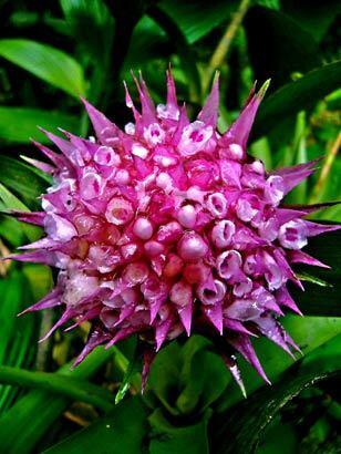 The hills and forest of Ecuador feature some of the most diverse species of orchids on the planet, including the Elleanthus orchid.