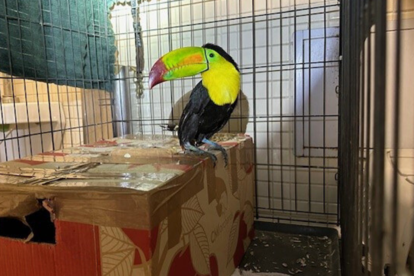 This Keel-billed toucan and 21 parrots were found in a sedan at U.S.-Mexico border crossing in Tecate on March 9, 2024