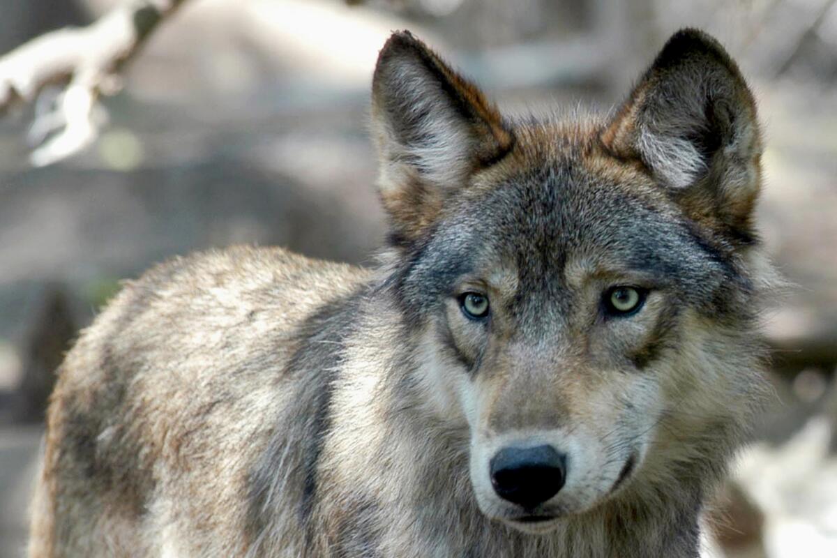 A gray wolf