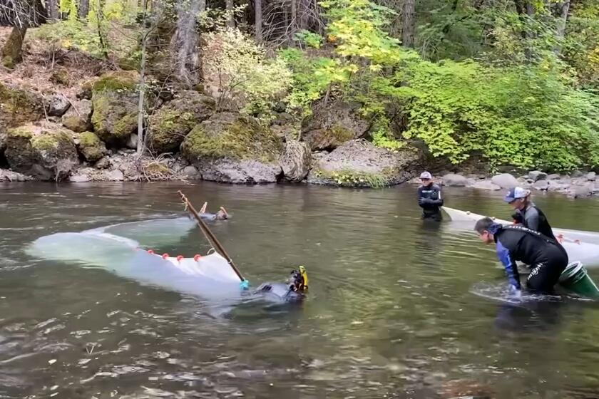 Chinook Salmon Capture in Deer Creek