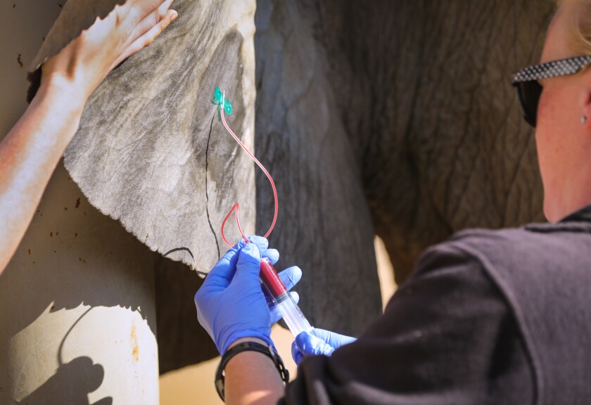 481631_sd_me_elephants_captivity_HL_