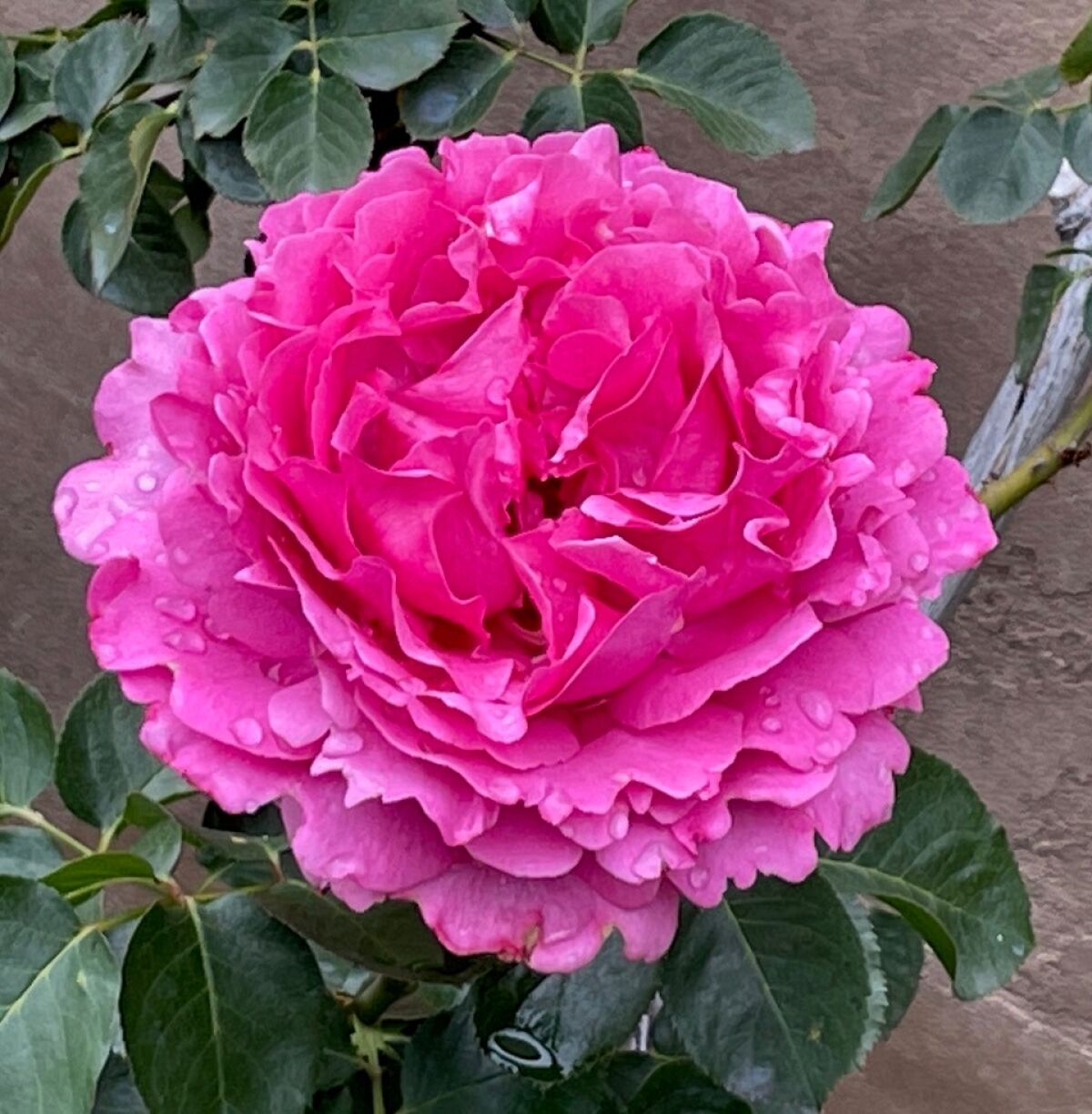 The deep pink ‘Yves Piaget’ rose has a very full bloom, with more than 41 and as many as 100 petals.