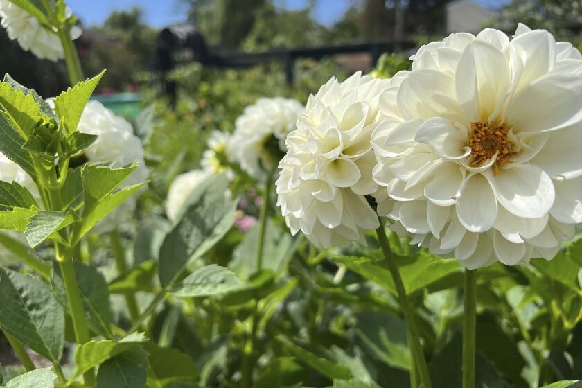 This Sept. 26, 2023, image provided by Lauren E. Sikorski shows Boom Boom White dahlias grown by Sow-Local, a specialty cut-flower farm in Oakdale, NY. (Lauren E. Sikorski via AP)