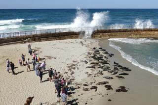 A small crowd gathers to watch the seals and waves at the Children's Pool.