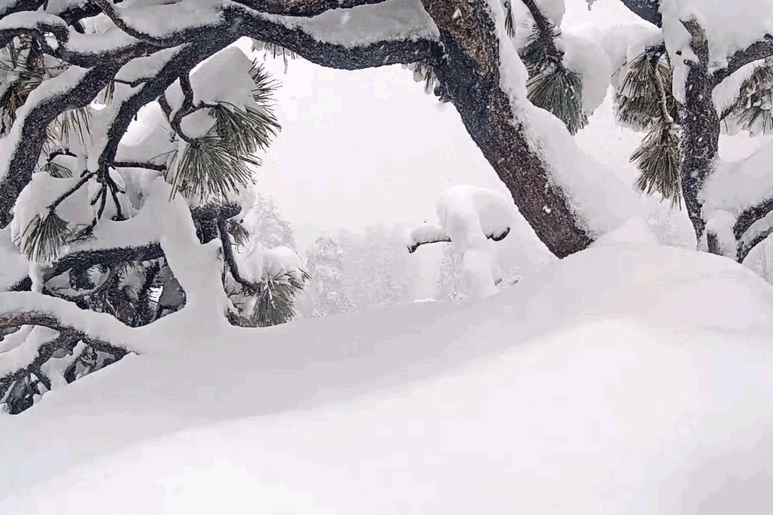Jackie, a bald eagle in Big Bear, completely covered in snow, pops out from under the snow, beak first, reorients herself for a moment with only her head out and then shakes the snow cover off completely. (Friends of Big Bear Valley)