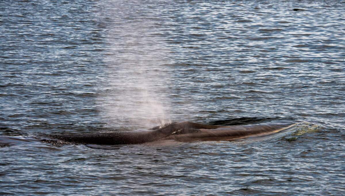 A fin whale swims in the waters of Cape Cod Bay