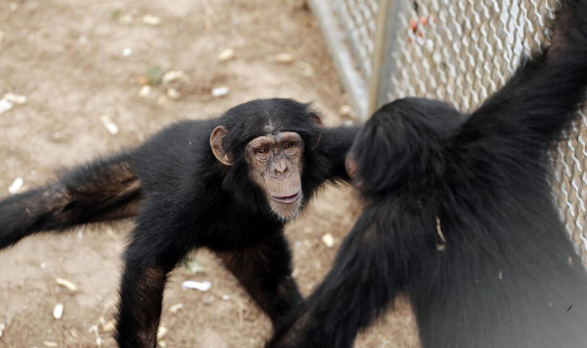 Chimpanzees face each other next to a fence