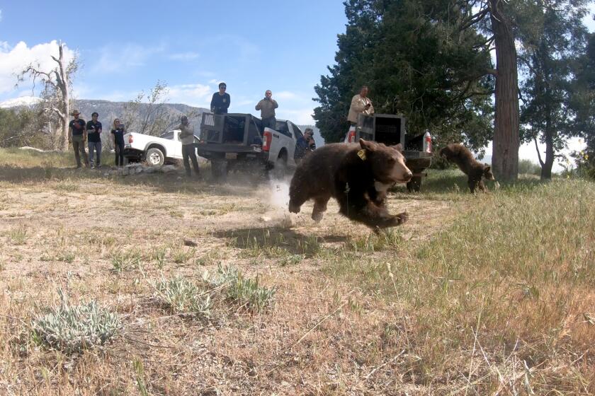 A black bear runs after being released into the wild