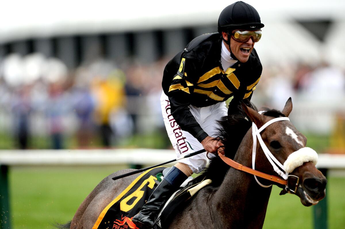 Gary Stevens celebrates atop of Oxbow after crossing the finish line to win the 138th running of the Preakness Stakes.