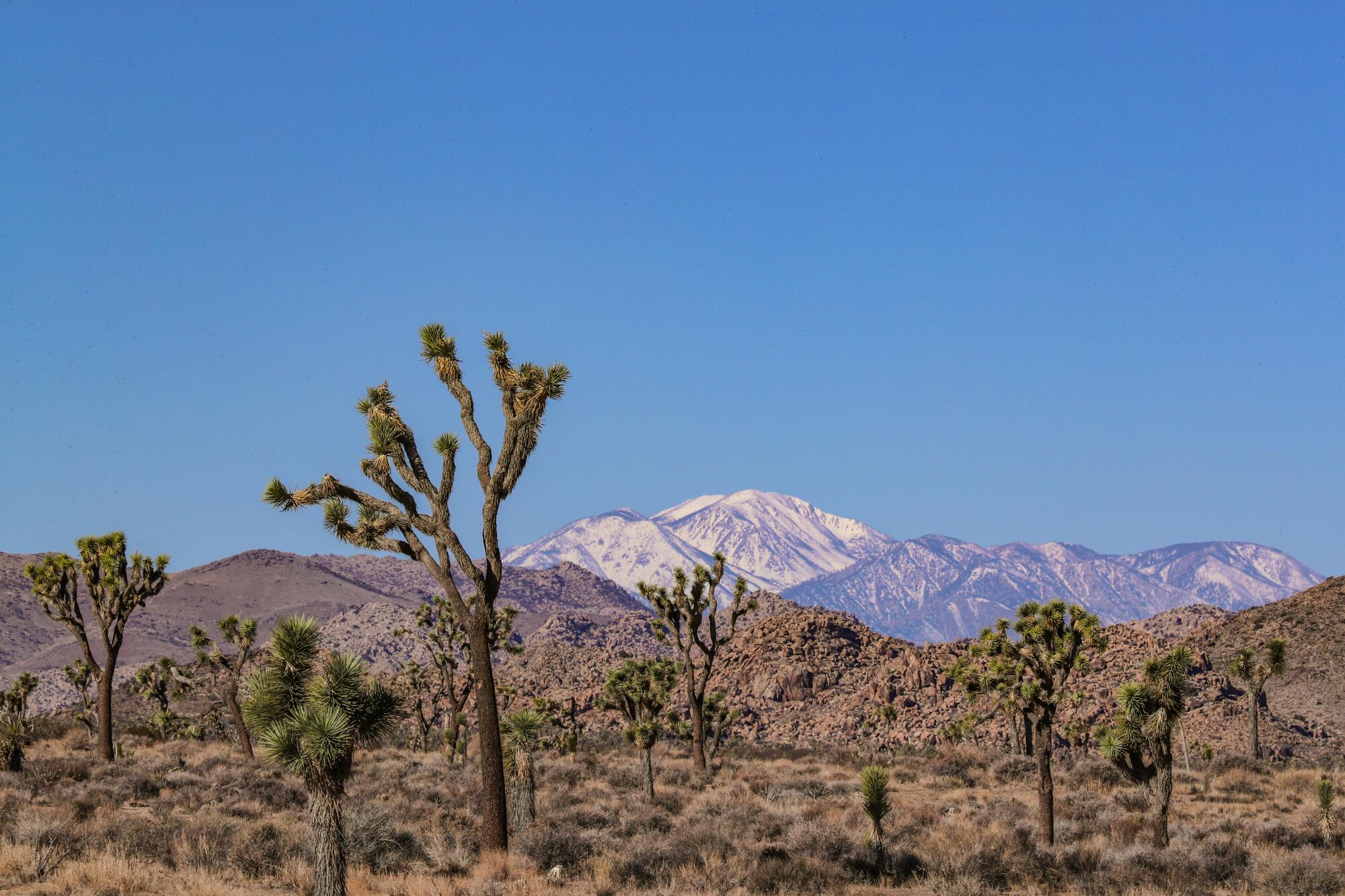 Joshua trees fill a desert landscape as a snow-capped mountain rises in the distance.